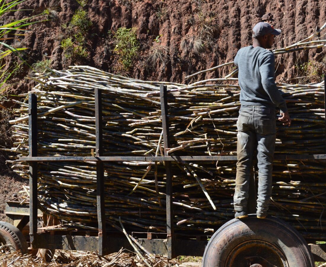 1 Cana de açucar (14) (1)